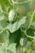 Samen Mexikanische Mini Gurke (Melothria Scabra), Snack Gurke, Gurkenmelone, Zaunrübe, Cucamelon, frisches Saatgut, Gemüse, essbare gesunde Gürkchen, Exot für Garten und Balkon (10)