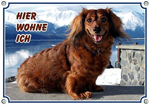 Petsigns Hundeschild - Langhaar Dackel - Warnschild hochwertig und haltbar aus Metall, DIN A4