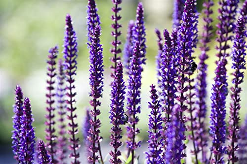 Steppen-Salbei 'Sensation Deep Blue' 30 cm Topf Salvia nemorosa winterhart | 30-50 cm hoch, aufrecht buschig, blau blühend Juni bis August, sonniger Standort, Staudenbeet und Kübel