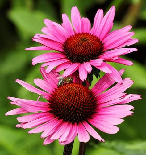 Sonnenhut Vintage Wine - Echinacea purpurea