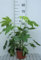 Fatsia japonica (aralia_sieboldii) - Aralie Du Japon, Fatsie Du Japon 40-60 cm en pot