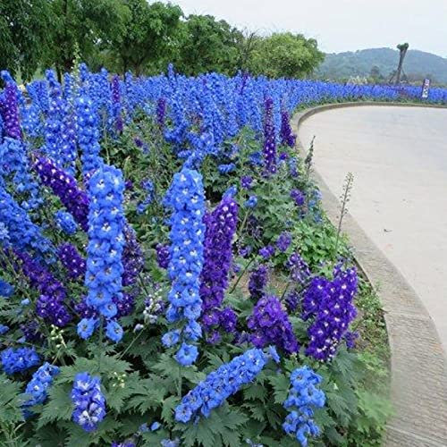 Saterkali Semillas de Delphinium, 50 Unids/bolsa Semillas de Delphinium Prolífico Florido Buena Cosecha Semillas de Delphinium Ajacis para Cama de Flores semillas de espuela de caballero