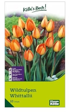 Wildtulpen 'Whittali', orange, Größe 6+, 10 Blumenzwiebeln