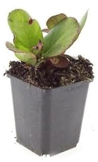 Bodendecker - Staude - Bergenie - Bergenia cordifolia 'Herbstblüte' - 9cm Topf - Set mit 40 Pflanzen