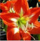 50 Particelle/Semi Amaryllis Bag, Semi Amaryllis Fiore, Amaryllis & Barbadoslily - ietà in The Shipping Maggioranza Libero:Seeds