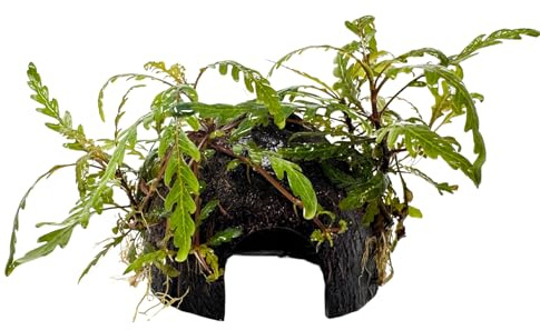 WASSERPFLANZEN WOLFF° - Kokosnuss-Höhle mit Fiederspaltigem Wasserfreund/Hygrophila pinnatifida | Aufsitzerpflanze auf Mooshöhle | Natürliche Dekoration & Versteck für Garnelen