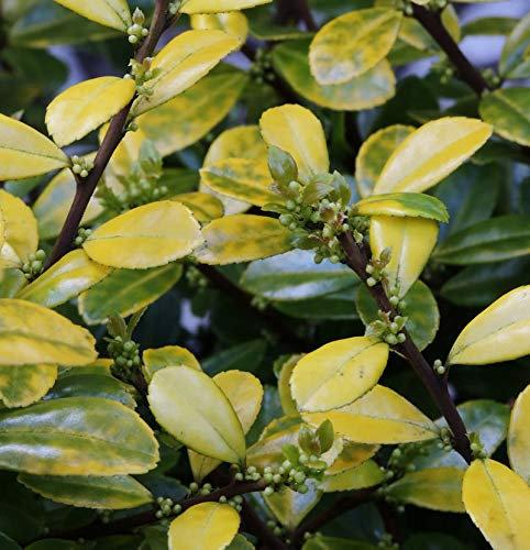 Kegelschnitt Bergilex Stechpalme Golden Rock® 40-50cm - ilex crenata