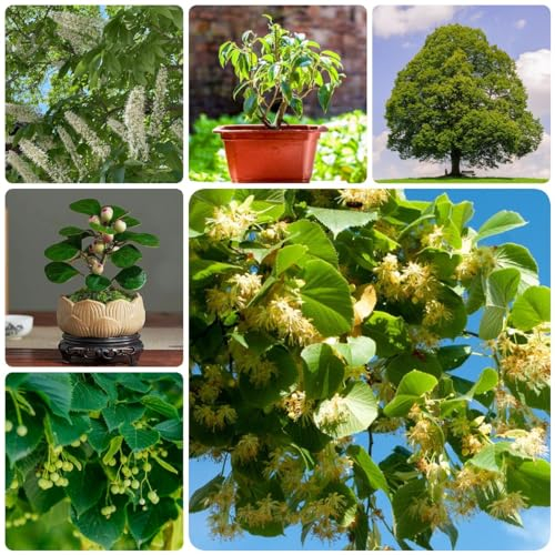 50 Pcs Bodhi Samen - Ficus Religiosa - Bonsai Baum, Nachhaltige Geschenke Bodhi Baum Bonsai Samen, Zimmerpflanzen Echt Samen Gartenpflanzen Winterhart Mehrjährig Geschenke Für Gartenfreunde