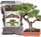 Bonsai-Erde-Mischung gebrauchsfertig, organische Bonsai-Baum-Erde passend für kleine Bonsai-Töpfe, geeignet für Bonsai-Sämlinge, Umtopfen oder Bonsai-Starter-Set (4L)