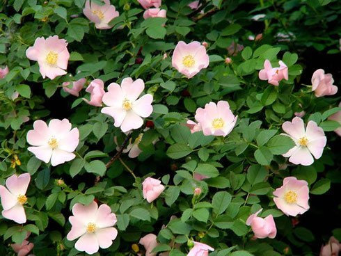 Rosa Canina 25 semi (Semi Wild Rose, semi rosa canina) Rose piante