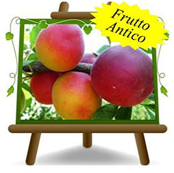 Susincocco Pflaumen - Obstpflanze alte Frucht auf Blumentopf 26 - Baum max 180 cm – 4 Jahre Anbau Italien