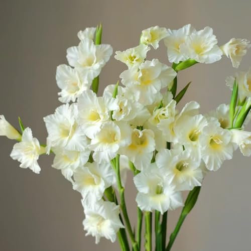 12 pcs gladiolen zwiebeln winterhart, Gladiolen Knollen, steingartenpflanzen winterhart blumen deko gladiolus zwiebeln (Gladiolus gandavensis) deko wohnzimmer, zimmerpflanzen kletterpflanzen