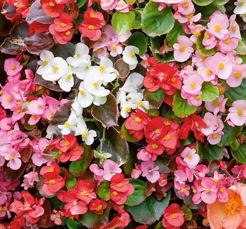 1 Pack of 1000 SEEEDS Begonia semperflorens Mixed