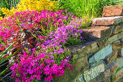 Steingarten Mischung 2000 Samen, Steingartenstauden