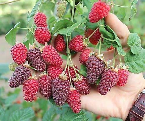 Rubus Tayberry Plant in 9cm Pot - Tasty Large Fruit for Home Growers (3 Plants)