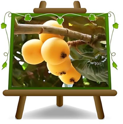 Néflier du Japon - Plante fruitière vieux sur pot ø 18x22h - arbre max 140-150 cm - 3 ans