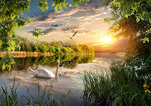 wandmotiv24 Fototapete Schwan im Fluss, M 250 x 175 cm - 5 Teile, Wanddeko, Wandbild, Wandtapete, Sonnenuntergang, Wasser, Möwe M5756
