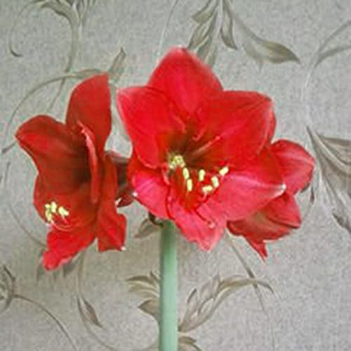 Amaryllis-Samen, 20 Stück/Beutel Amaryllis-Samen, schnelles Wachstum, Landschaftsgestaltung, gentechnikfrei, pflegeleicht, Amaryllis-Samen, Zimmerpflanzen, Gartenzubehör zum Pflanzen – dunkelrot