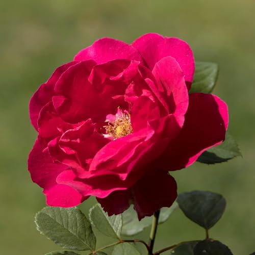 Climbing Rose Paul's Scarlet - Climbing Roses Plants for Outdoor with Clusters of Scarlet-Red Blooms - Gorgeous Garden Roses Ready to Plant - Fragrant Rose Plants for the Garden (3 litre pot, 50-70cm)