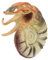 ifundom Tiere Modellspielzeug Realistische Nautilus Figurine Aus Sicherem Für Aquarien Dekoration Lernspielzeug Für Fördert Umweltbewusstsein Und Tierartenverständnis