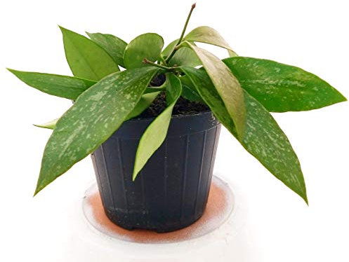 POWERS TO FLOWERS - HOYA BILOBATA, pianta giovane, pianta vera