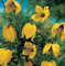 Ponak Neue 20 Stk. Ranken Clematis Blumen Samen gelb