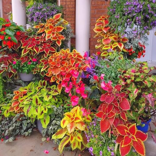 1000 pcs Buntnessel Pflanze Samen Exotische Pflanzen Winterhart, Geschenk Gartenliebhaber Buntnessel Kaufen Pflanzen Samen, KüBelpflanzen Winterhart Kräuter, Bio Saatgut Blumen Geschenk,