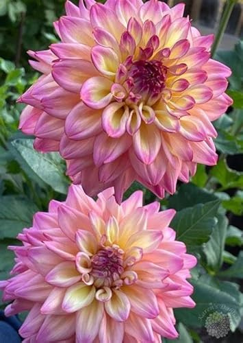 Farbenfrohe Dahlie-Rhizom In GroßPackungen, Zeitlose Dahlia, Fachgerecht Gepflanzt, GartenverschöNerung-6 Rhizom-G