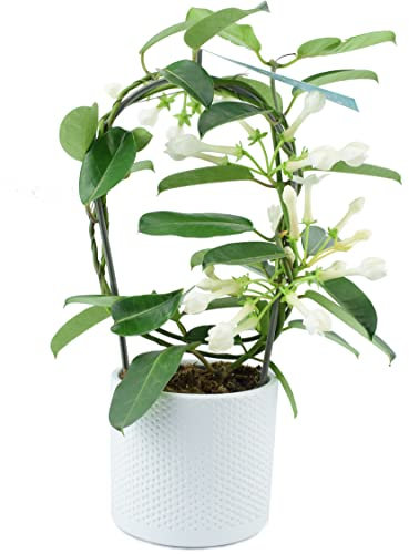 Stephanotis Floribunda Jasmine Hoop Plant – Comes in A Beautful Ewi Dot White Ceramic 12cm Pot. an Unusual Indoor House Plantpot. Real Living, White Flowering, with A Sweet Scent. Perfect As A Gift