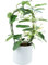 Stephanotis Floribunda Jasmine Hoop Plant – Comes in A Beautful Ewi Dot White Ceramic 12cm Pot. an Unusual Indoor House Plantpot. Real Living, White Flowering, with A Sweet Scent. Perfect As A Gift