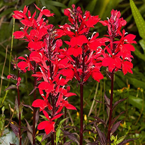 Lobelia Starship Scarlet Bronze Leaf | Red Flowering Garden Plants in Plant Pot (20-30cm Incl. Pot)