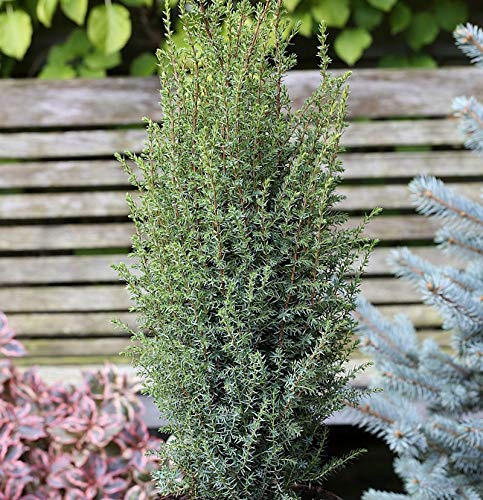 Säulen Wacholder Sentinel 80-100cm - Juniperus communis - lebende Gartenpflanze aus den Baumschulen