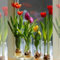 Tulpen Zwiebeln,Winterharte mehrjährig pflanzen,pfingstrosen tulpenzwiebeln,Dekorative Blumen,Tulpenzwiebeln Winterhart Mehrjährig Bunt,seltene Pflanzen,tulpen.-8zwiebeln-C