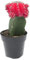 Gymnocalycium Cactus Injertado Color Rojo en Maceta Pequeña Cactus de Interior