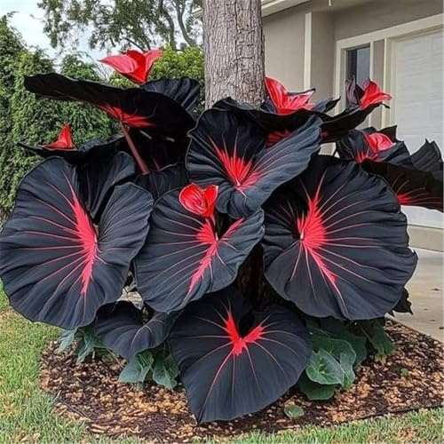 Rizomas de oreja de elefante, rizomas de jardín, rizomas ornamentales perfectos para interiores, rizomas de alta calidad, rizomas de taro resistentes al invierno, 3 cebollas-I