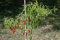 Semillas Chile de Arbol Guindilla