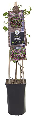 mgc24 Kletterpflanze Clematis cirrhosa Freckles Waldrebe im 2l-Container 2 Pflanzen