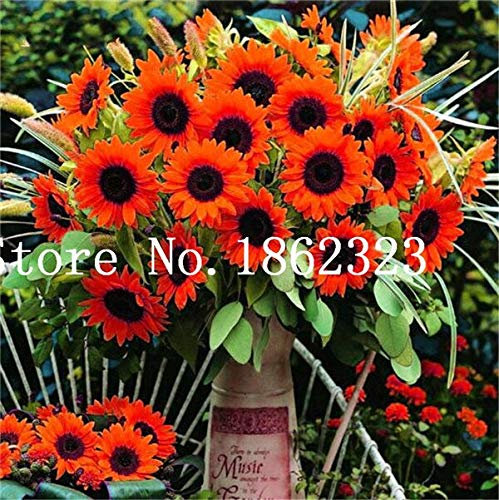 Nouveaux 30 semi di girasole Pz perenne fiore di bel colore arancione giardinaggio