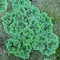 Großer Moos-Farn, Feenmoos Azolla filiculoides - Aquarium Pflanze