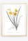 Din A4 Kunstdruck ohne Rahmen - Gelbe Taglilie - Lilie Hemerocallis - Blume Blüten - Natur Retro - Druck Poster Bild