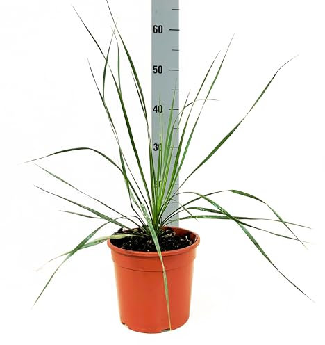 Yucca Rostrata Pianta vera da esterno - vaso 17, altezza circa 50cm - Beaked yucca