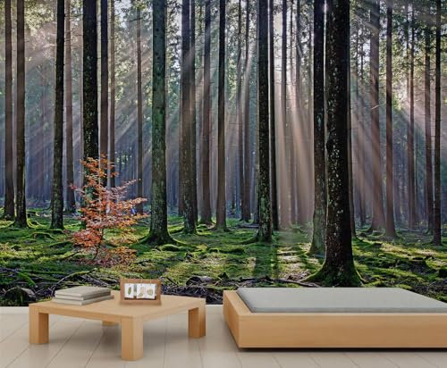 QDJKBL Natural Forest Wall Murals Sunshine Forest Woods Wallpaper Natural Scenery Photo Wallpaper Modern Large Murals for Living Room Bedroom Kitchen 300 x 210 cm