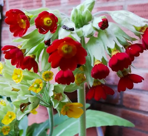 6 Primula Veris 'Sunset Shades' - Medium Plug Plants - Hardy Perennial