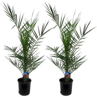 Trendyplants - 2x Phoenix Canariensis - Palmiers dattiers - Rustique - Plante de jardin - Hauteur 70-90 cm - Taille du pot Ø15cm Vert