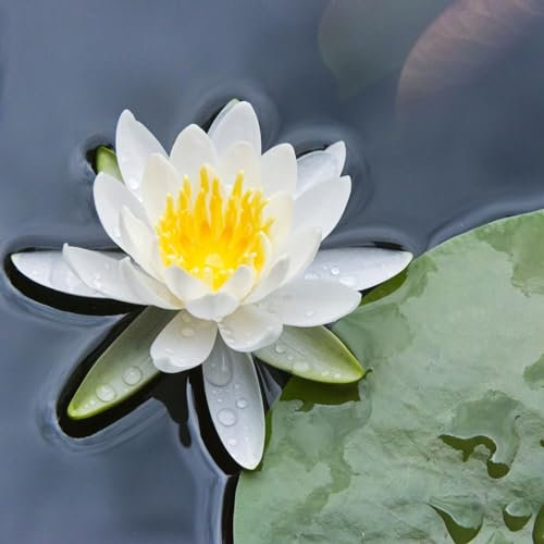 Seerosenpflanze, Trockenheitstolerant Und Einfach Anzubauen, Winterhart Pflanzen, Magic of Nature, Sie Reinigen Das Wasser, Unglaublich AnpassungsfäHig. -30pcs-a