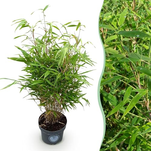 Green boutiQ - Gräser - Fargesia Rufa - Bambus - Nicht Ausbreitend - Grün - 1 Pflanze - Topf 23 cm - Höhe 80 cm