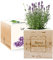 Amikado - Ecocube gravé Merci Maîtresse (Lavande) - Plantes dans Un Cube en Bois - 100% Eco Friendly - idée Cadeau Durable