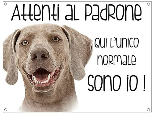 CARTELLO CANE - BRACCO WEIMARANER Attenti al padrone qui l'unico normale sono io - Con Adesivo in Vinile e Pannello in Forex (Adesivo)