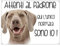 CARTELLO CANE - BRACCO WEIMARANER Attenti al padrone qui l'unico normale sono io - Con Adesivo in Vinile e Pannello in Forex (Adesivo)