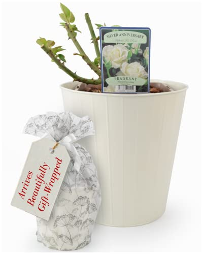 Silver Anniversary Rose Plant – Celebration 5.5 Litre Potplant, Inside A Cream Tin Planter. Beautifully Gift Wrapped. They are Real, Living, British Grown, Garden Ready, Indoor or Outdoor Flowers